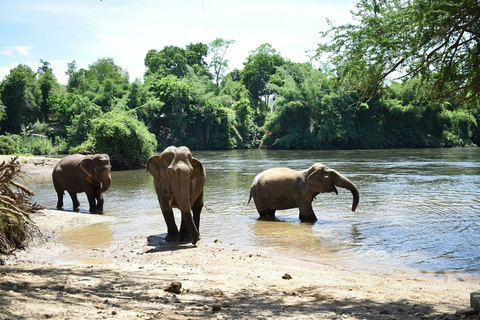 Aus Bangkok: ElephantsWorld Kanchanaburi 2-tägige Erfahrung