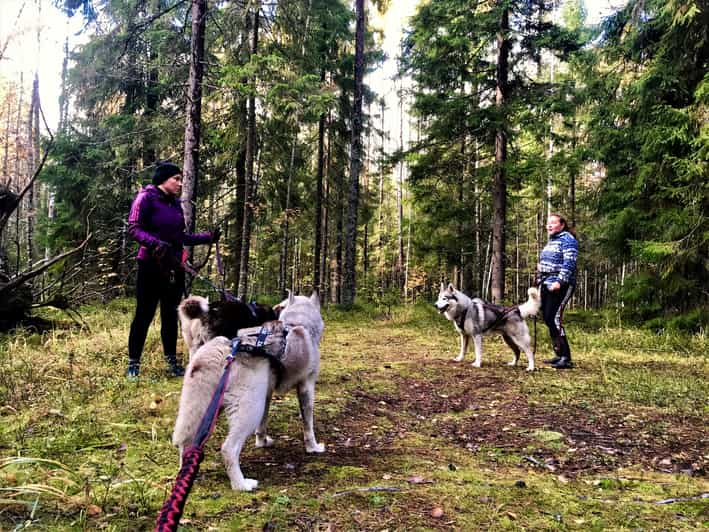 hiking with huskies
