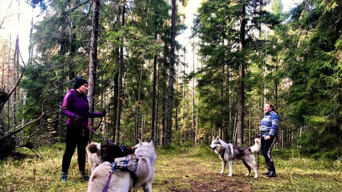 from st. petersburg husky dogtrekking and russian sauna