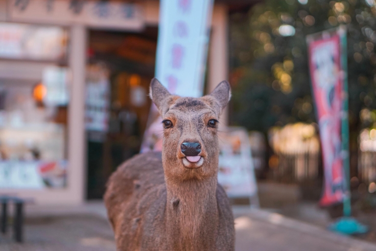From Kyoto or Osaka: Private Walking Tour through Nara Including Return Train Ticket From Osaka