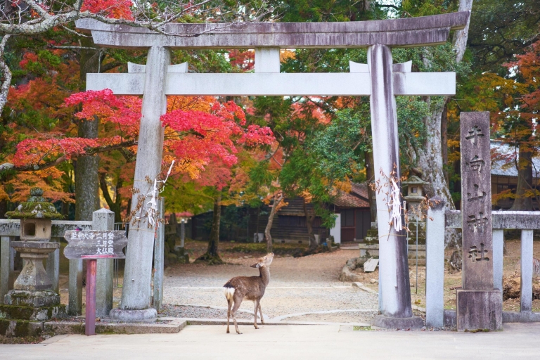 From Kyoto or Osaka: Private Walking Tour through Nara Including Return Train Ticket From Osaka