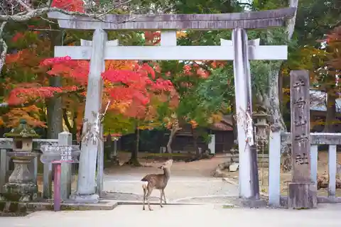 Osaka to Nara: Private Day Trip with a Local