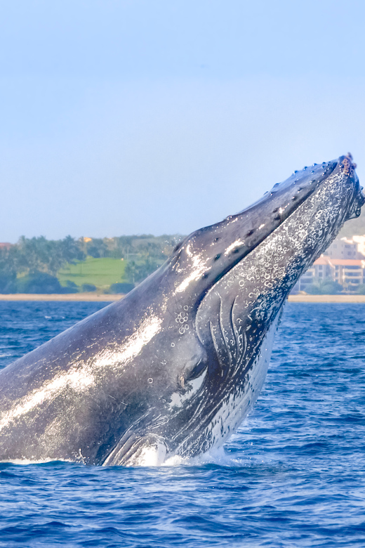 Cabo San Lucas: Luxury Catamaran Whale Watching Experience | GetYourGuide
