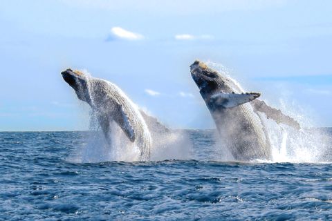 Cabo San Lucas: Luxus-Katamaran-Walbeobachtungserlebnis