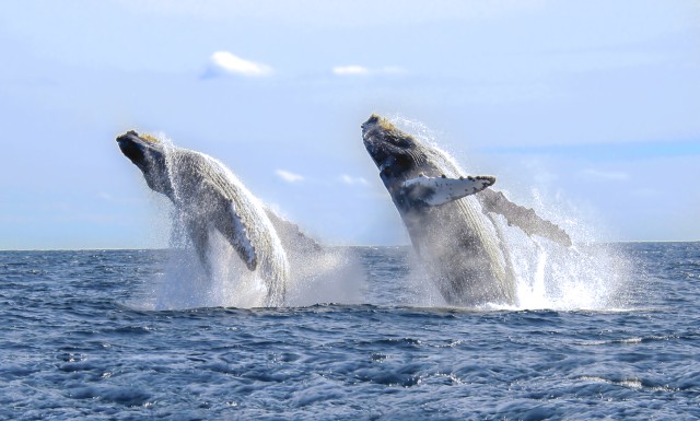Visit Cabo San Lucas Luxury Catamaran Whale Watching Experience in Los Cabos