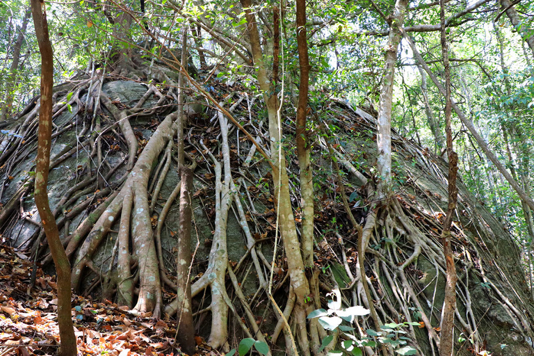 Van Chiang Mai: Doi Inthanon National Park-wandeltocht