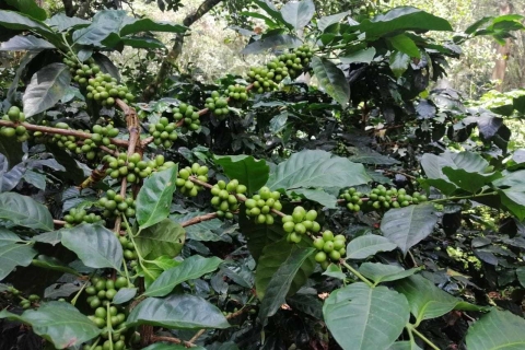 Bogotá: Colombiaanse koffietour met boerderijVertrek vanaf Park 93