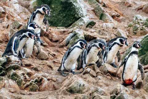 from paracas ballestas island boat tour