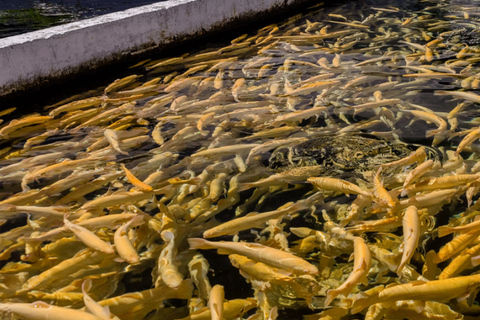 Z Puebla: Cholula i Atlixco Wycieczka prywatna - wszystko wliczone w cenę