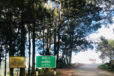 Ella: Horton Plains & Bomburu Ella Waterfall Tour