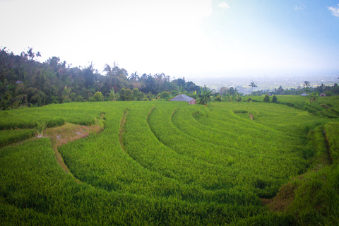 Bali: trekking nad wodospadem Aling-Aling, zjeżdżanie i skakanie