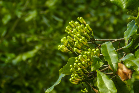 Bali: trekking nad wodospadem Aling-Aling, zjeżdżanie i skakanie