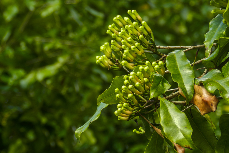 Bali: trekking nad wodospadem Aling-Aling, zjeżdżanie i skakanie