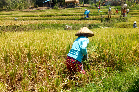 Bali: Aling-Aling Waterfall Trekking, Sliding, and Jumping