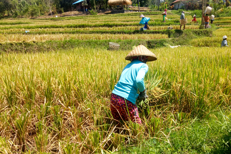 Bali : balade, glissade et saut de la cascade d'Aling-Aling