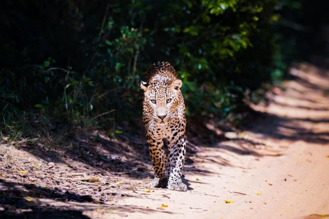 Od Anuradhapura: całodniowe safari w parku narodowym Wilpattu