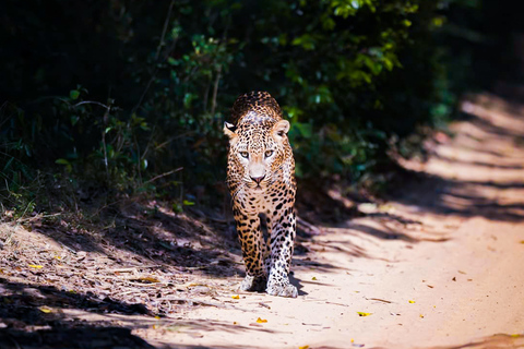 De Anuradhapura: Safári de dia inteiro no Parque Nacional WilpattuDe Anuradhapura: Safari de dia inteiro no Parque Nacional Wilpattu