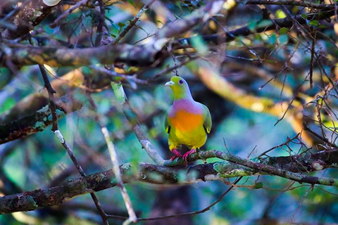 D'Anuradhapura: Safari d'une journée au parc national de Wilpattu