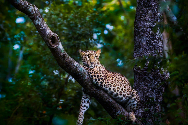 Desde Anuradhapura: Safari de día completo en el Parque Nacional Wilpattu