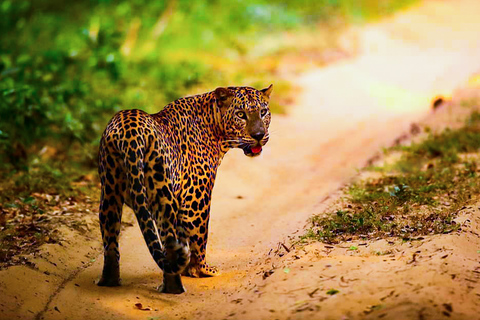 De Anuradhapura: Safári de dia inteiro no Parque Nacional WilpattuDe Anuradhapura: Safari de dia inteiro no Parque Nacional Wilpattu