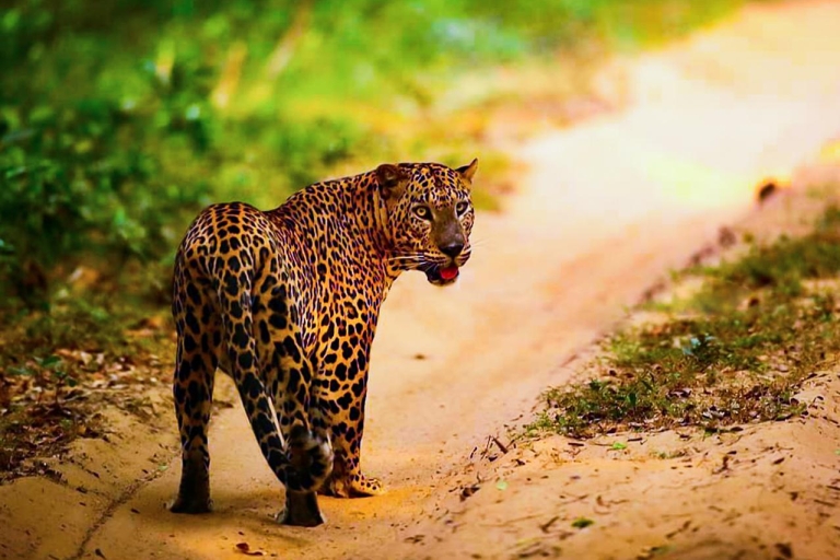 D'Anuradhapura: Safari d'une journée au parc national de Wilpattu