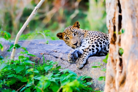 Desde Anuradhapura: Safari de día completo en el Parque Nacional Wilpattu