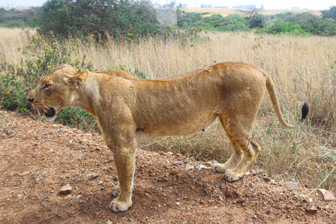 Nairobi National Park: Half-Day TripNairobi National Park: Half-Day Trip in a 4X4