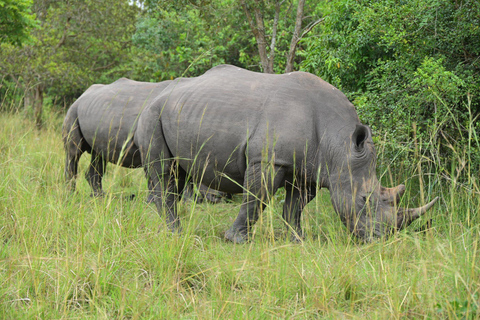 Ziwa Rhino Sanctuary Guided Walking Tour