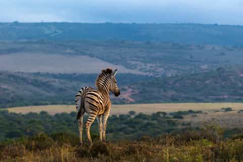 addo de 4 días al karoo safari todo incluido