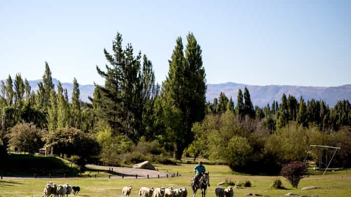 el calafate daytour to estancia 25 de mayo with meal
