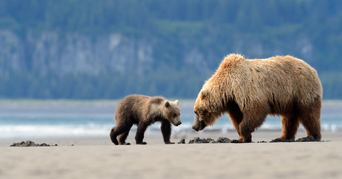 Alaska aventura de 7 días del oso pardo y el parque nacional Denali