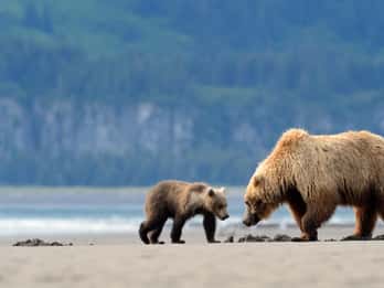 Alaska: 7-tägiges Abenteuer mit Braunbären und Denali-Nationalpark Alaska: 7-tägiges Abenteuer mit Braunbären und Denali-Nationalpark
