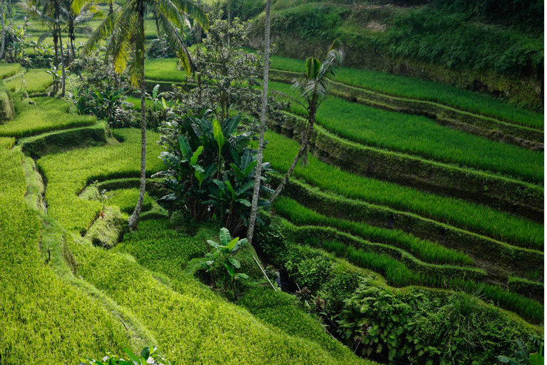 Bali: Visita al Jardín Secreto, Templo de Ulun Danu y CascadaBali: Excursión al Templo de Ulun Danu, la Cascada y el Jardín Secreto