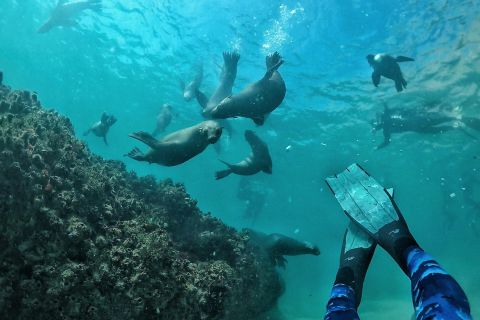 Plettenbergbaai: zwemmen met zeehonden