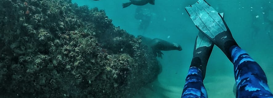Plettenberg Bay: Swim with Seals