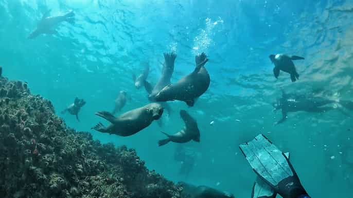plettenberg bay swim with seals
