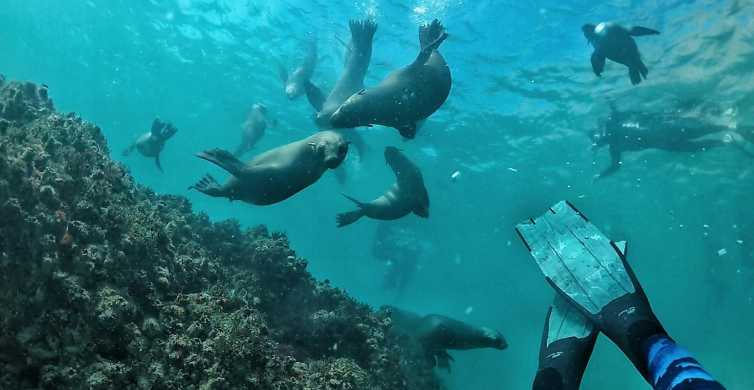 Plettenberg Bay Swim with Seals