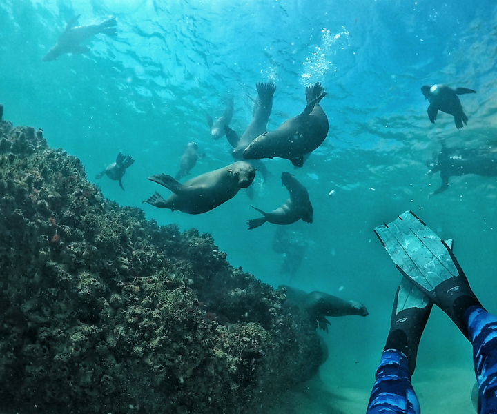 Plettenberg Bay: Swim with Seals