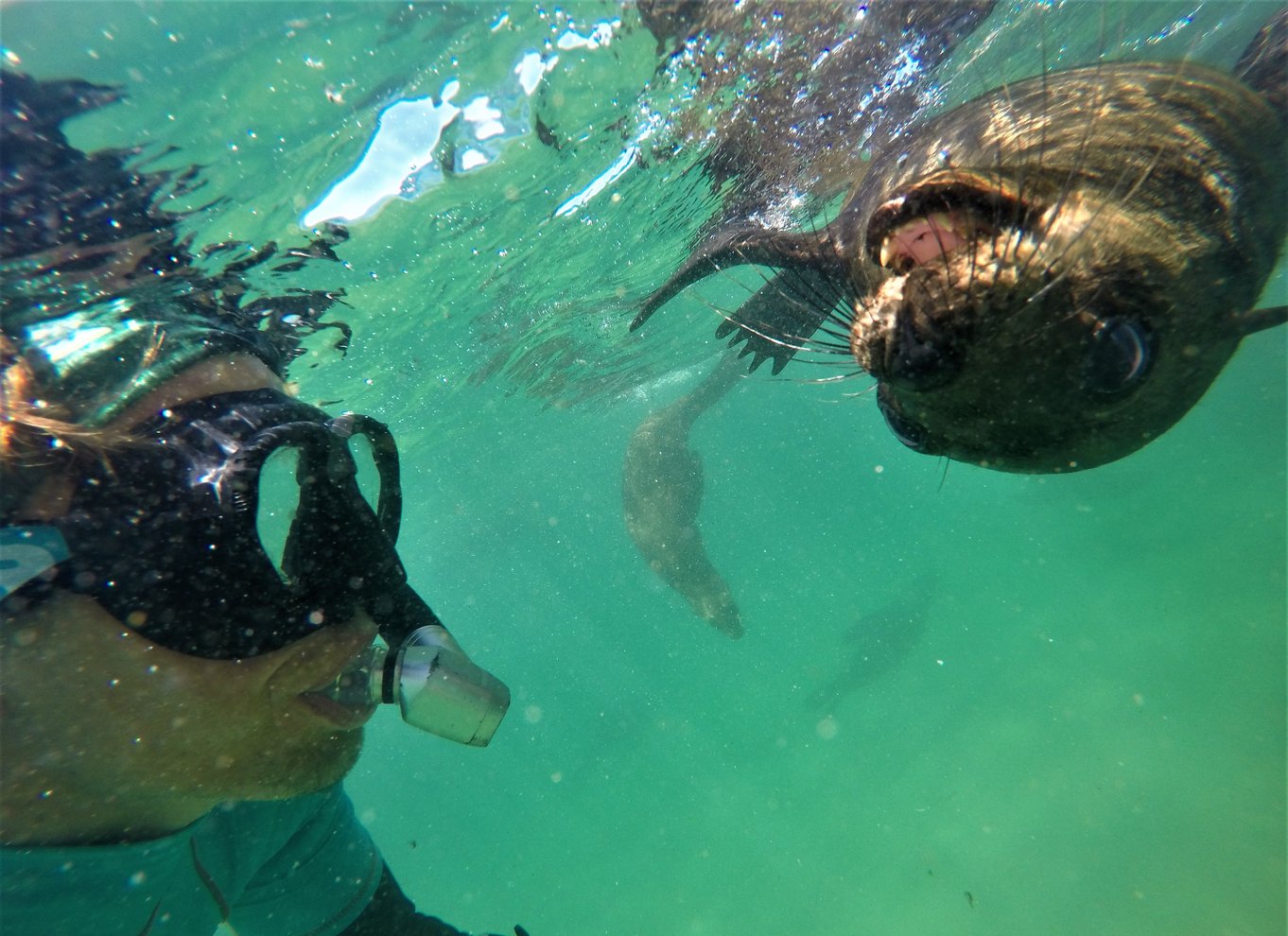 Plettenberg Bay: Svøm med sæler