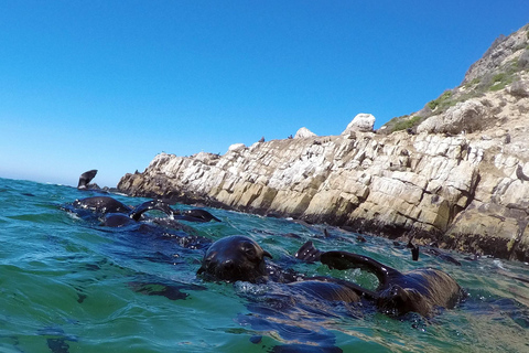 Plettenberg Bay: Seal Colony Viewing Excursion