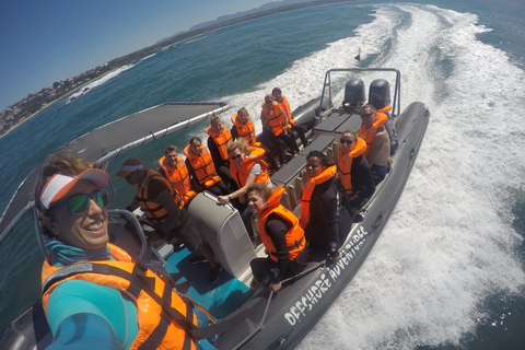 Plettenberg Bay: Seal Colony Viewing Excursion