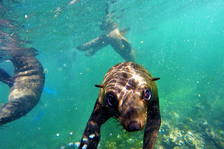Plettenberg Bay: Seal Colony Viewing Excursion