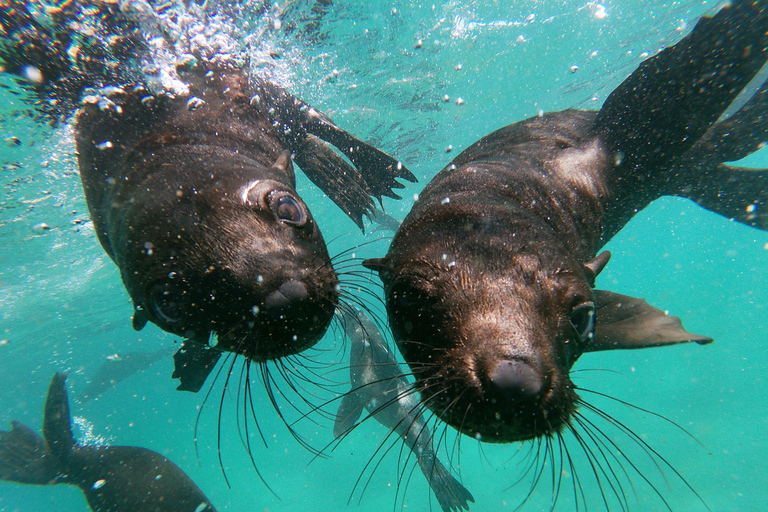 Plettenberg Bay: Seal Colony Viewing Excursion