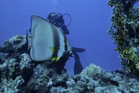 Tiran Island: Full-day Snorkeling, Diving Boat Trip