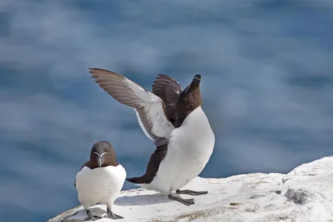 Berthier-sur-Mer: 1000 Razorbill Penguins Observation Cruise