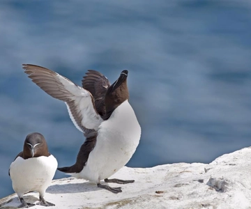 Berthier-sur-Mer: Cruzeiro de observação de 1000 pinguins-de-barbicha