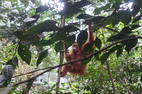 Bukit Lawang: Jungle Trek, River Tubing, and Village Tour