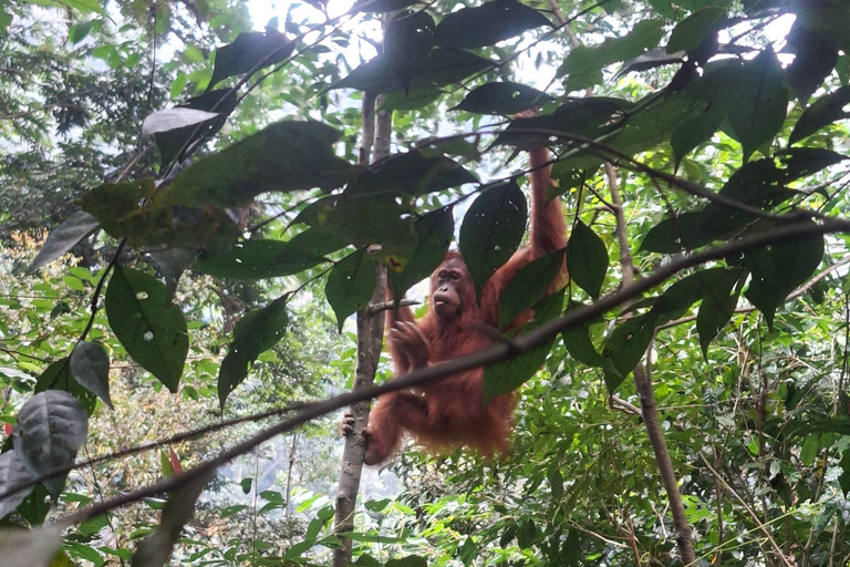 Bukit Lawang: Jungle Trek, River Tubing, and Village Tour
