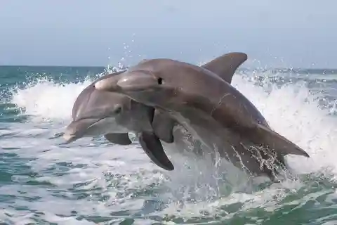 Passeio de barco pela ilha dos golfinhos com almoço e bebidas