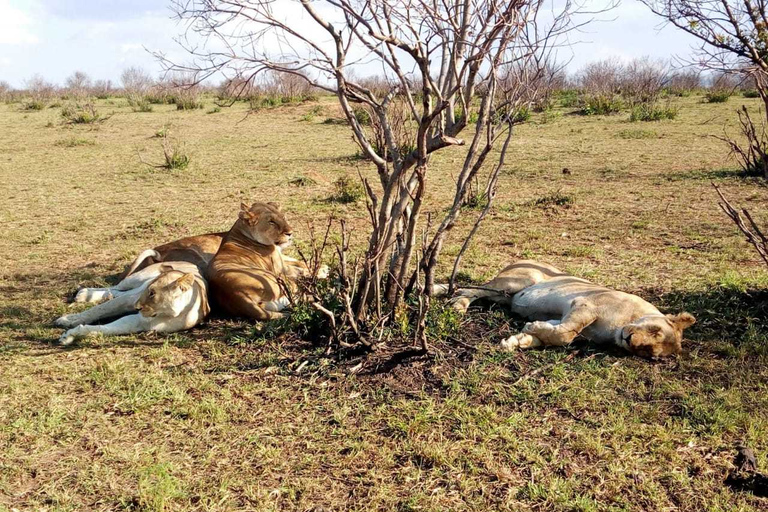 Excursão de um dia ao Parque Nacional do Lago Nakuru saindo de Nairóbi